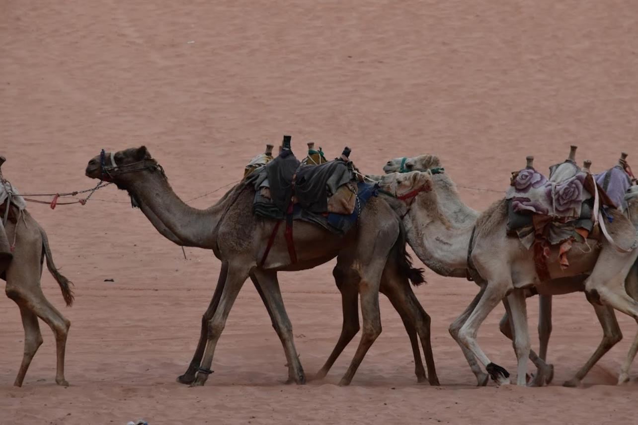 Wadi Rum Bedouin Style Camp Hotel Luaran gambar